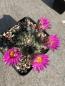 Preview: Echinocereus pulchellus ssp acanthosetus